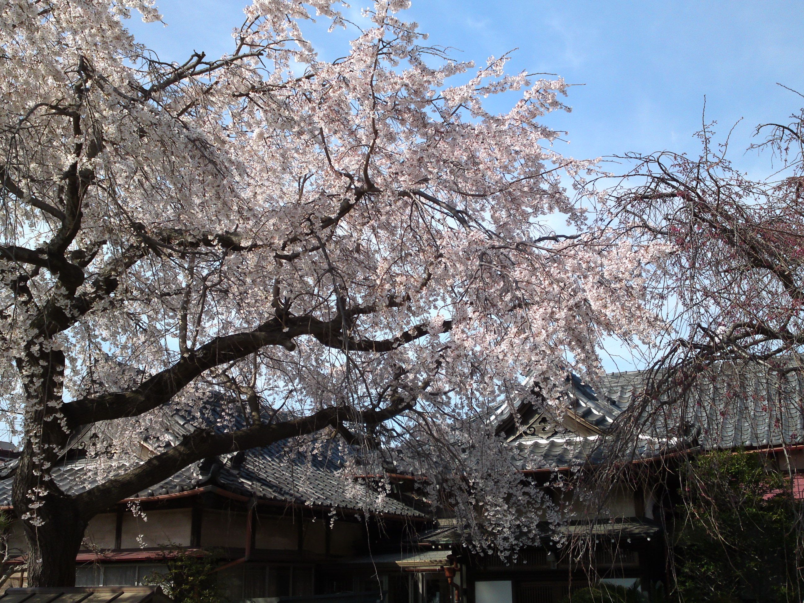 2016年春圓頓寺に咲くしだれ桜の花々８