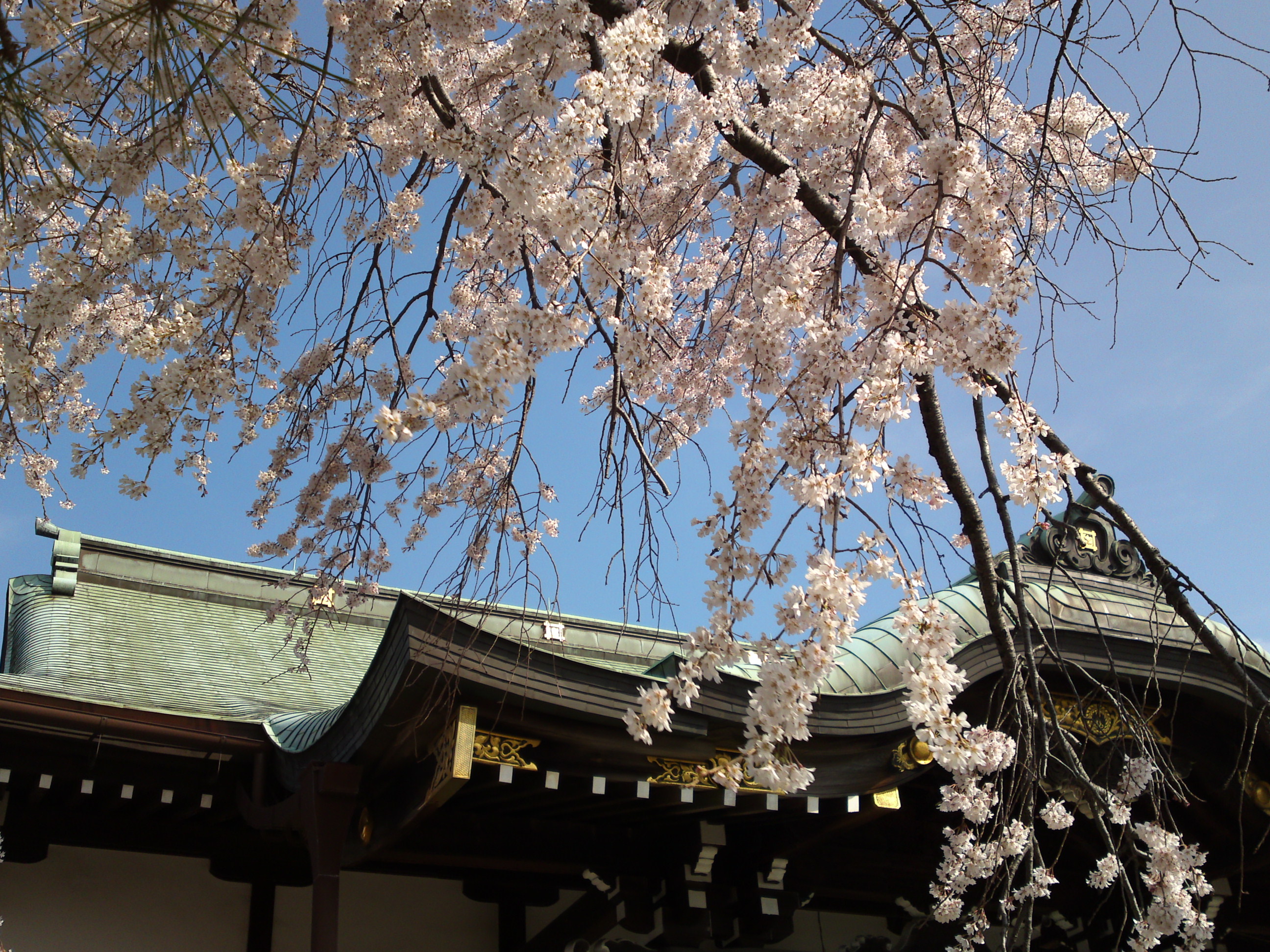 2016年春圓頓寺に咲くしだれ桜の花々１０