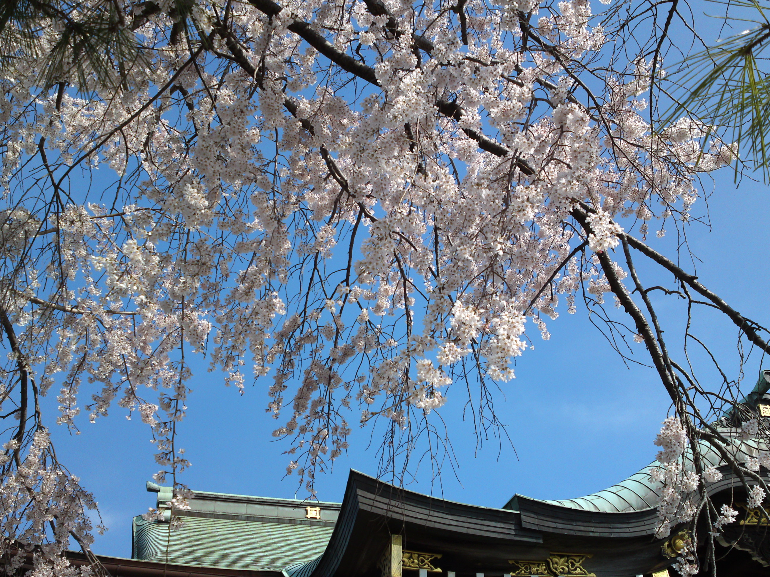 2016年春圓頓寺に咲くしだれ桜の花々１１