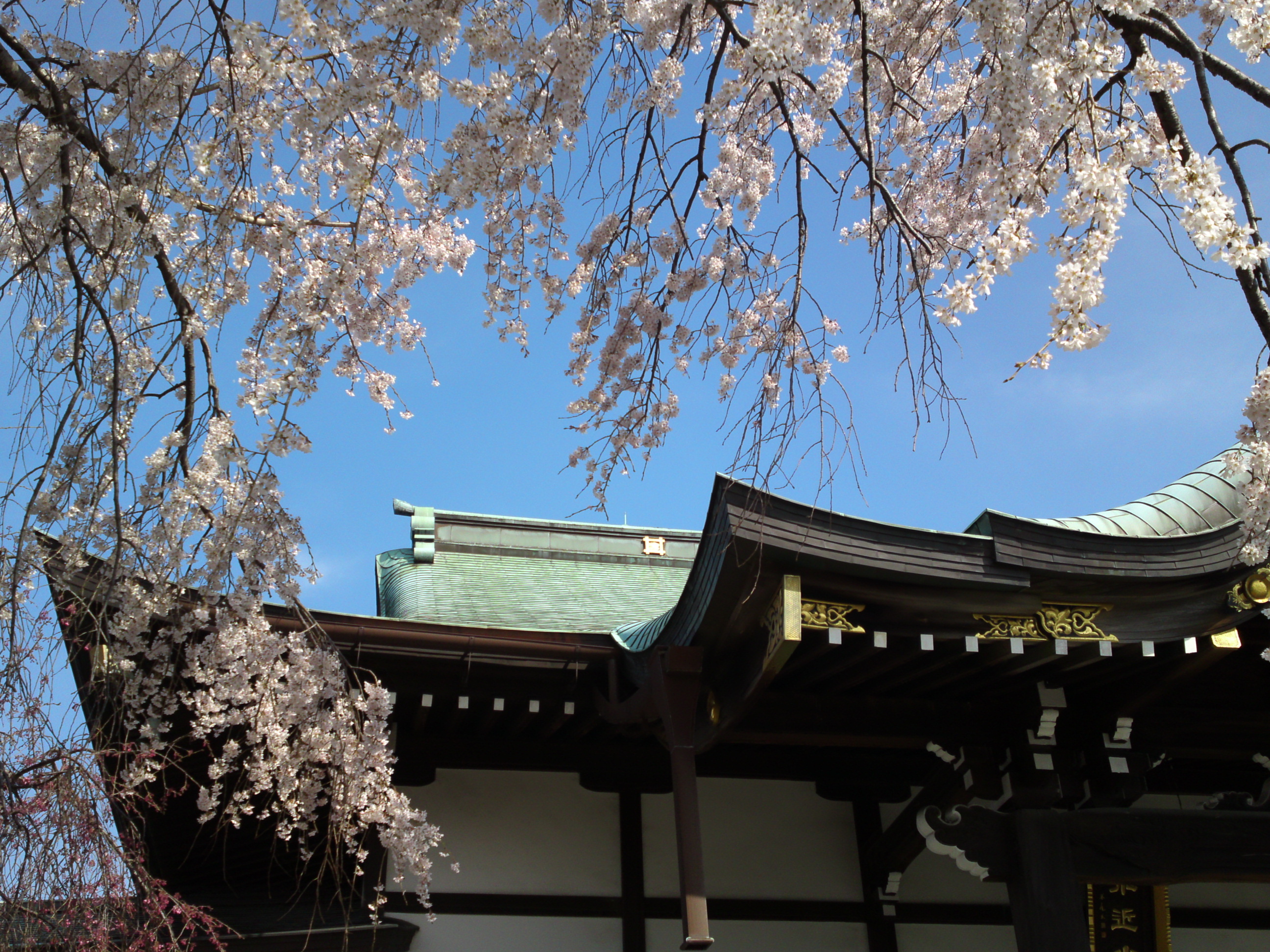 2016年春圓頓寺に咲くしだれ桜の花々１２