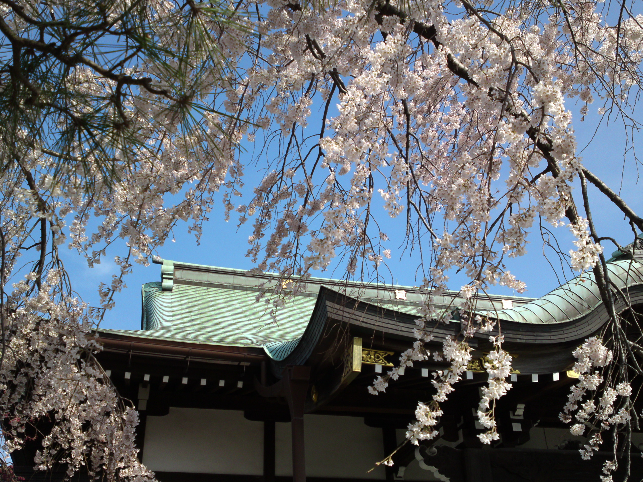 2016年春圓頓寺に咲くしだれ桜の花々１３