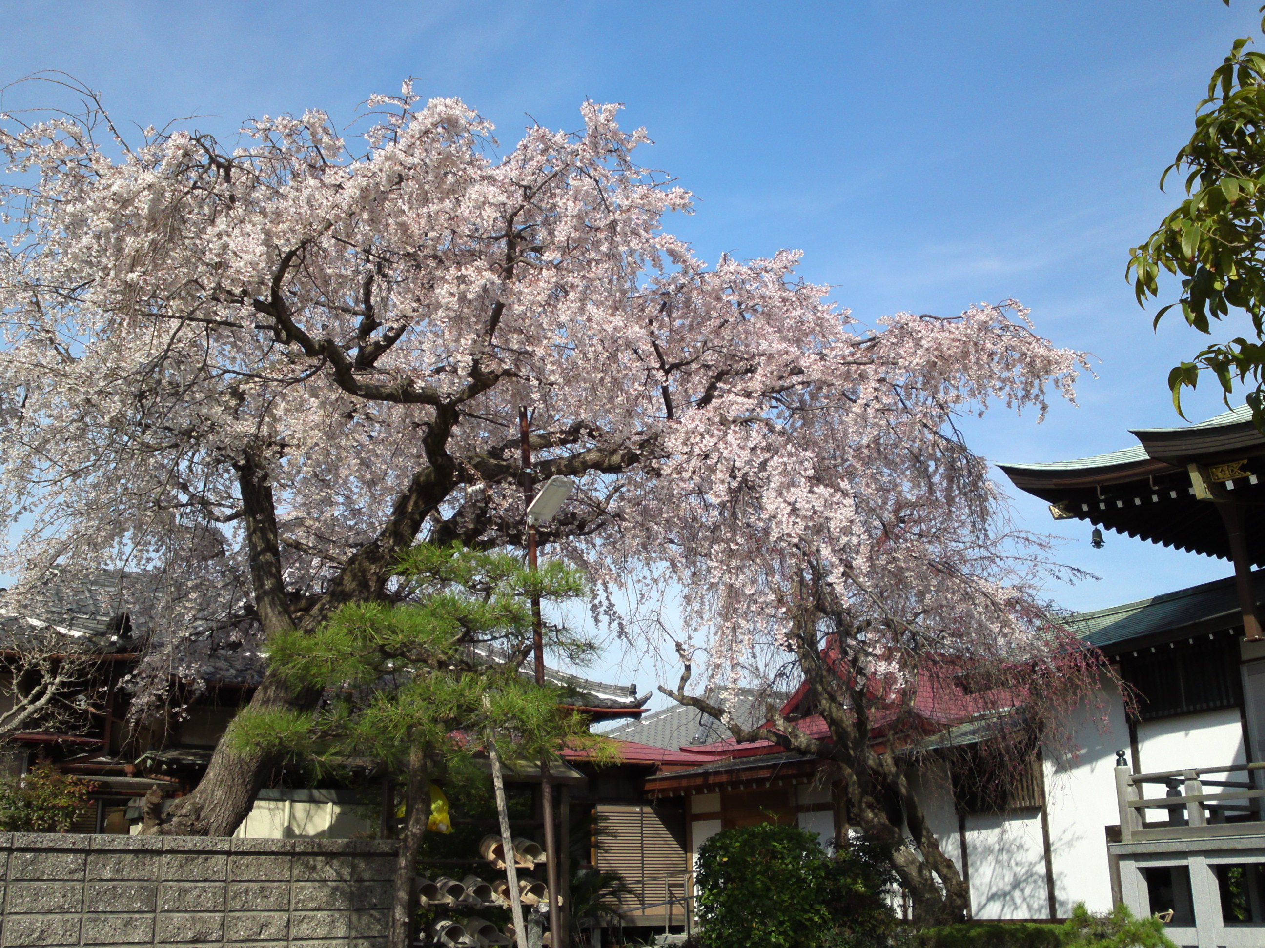 2016年春圓頓寺に咲くしだれ桜の花々１４