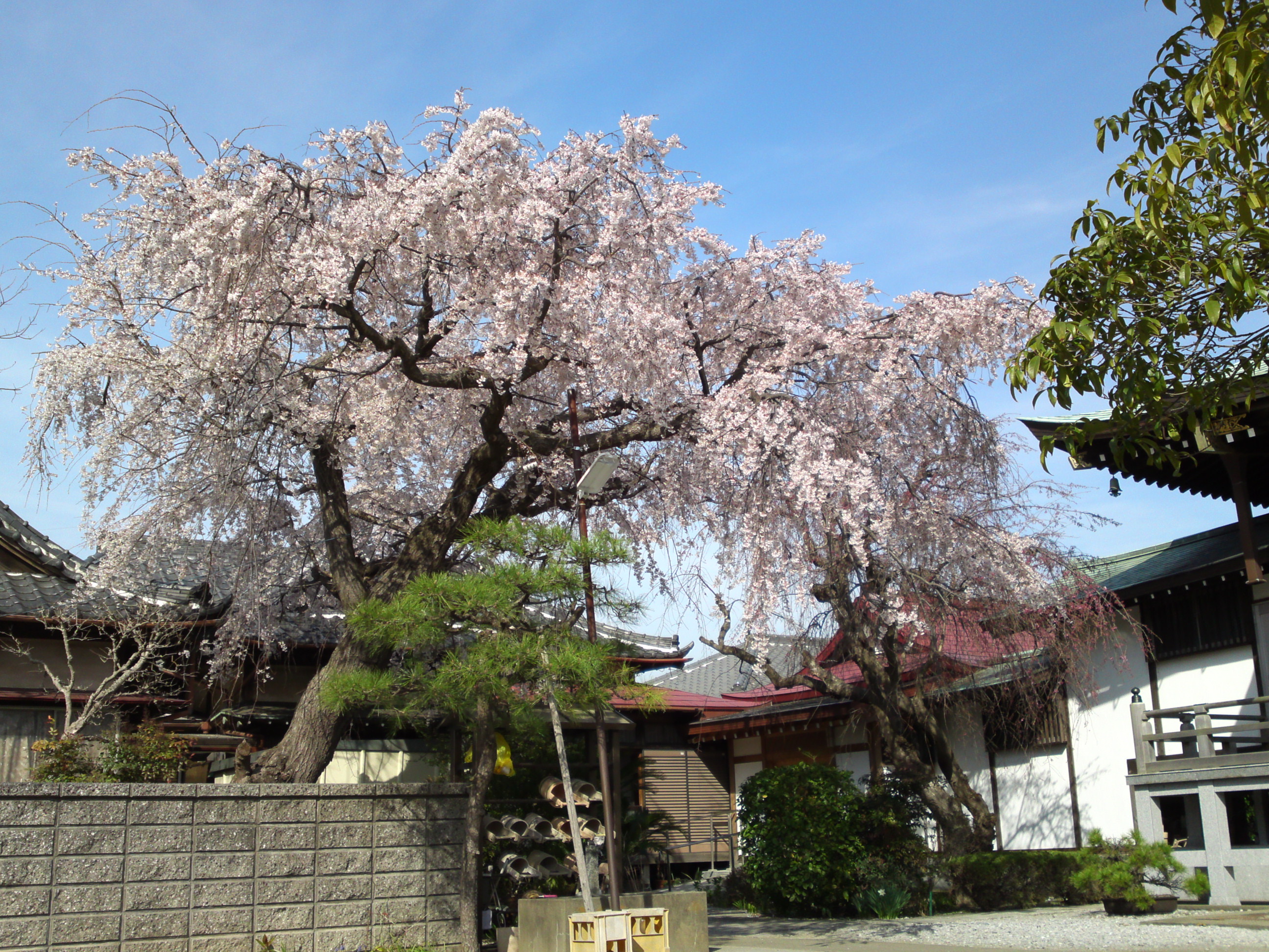2016年春圓頓寺に咲くしだれ桜の花々１５