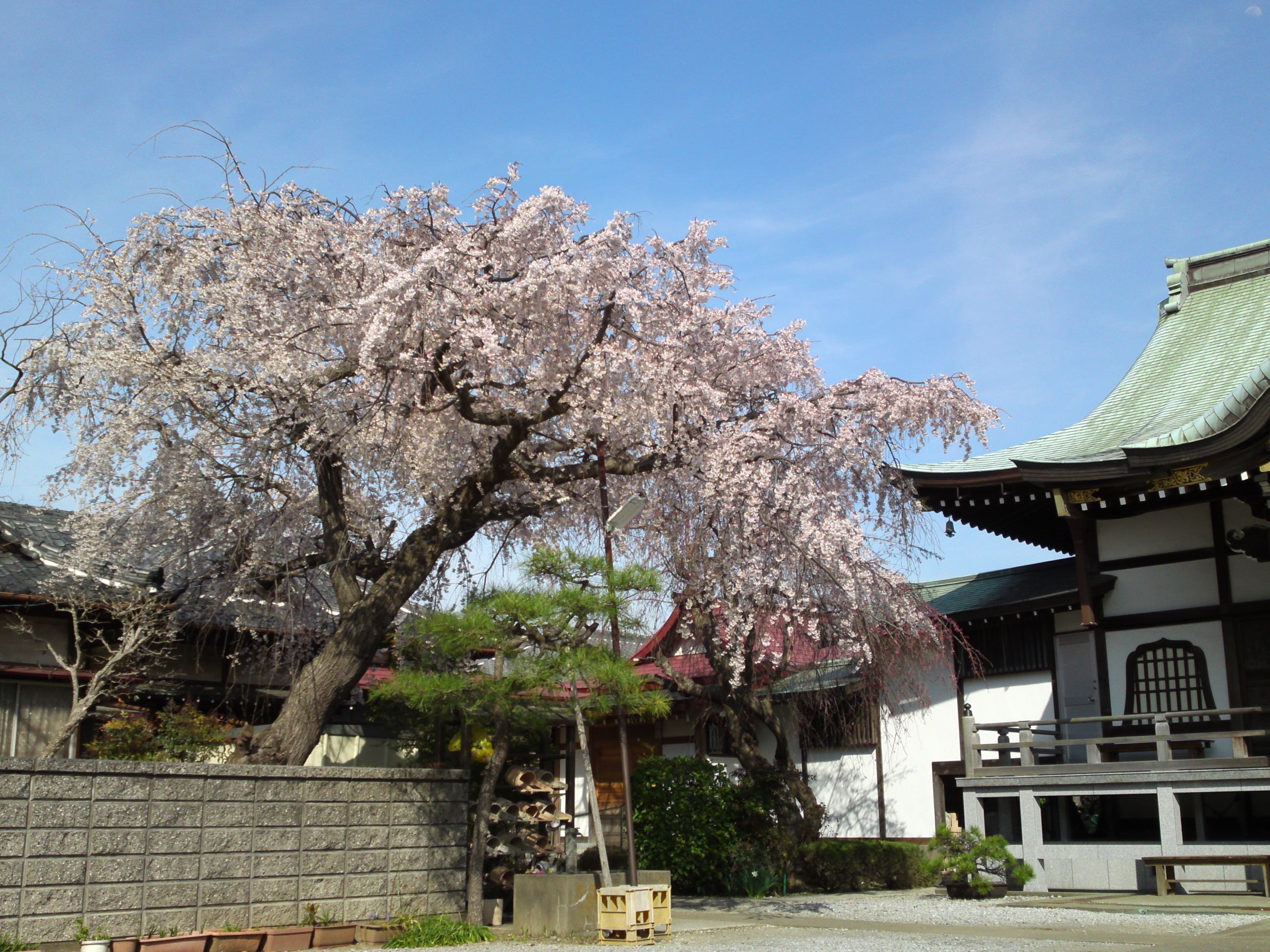 2016年春圓頓寺に咲くしだれ桜の花々１６