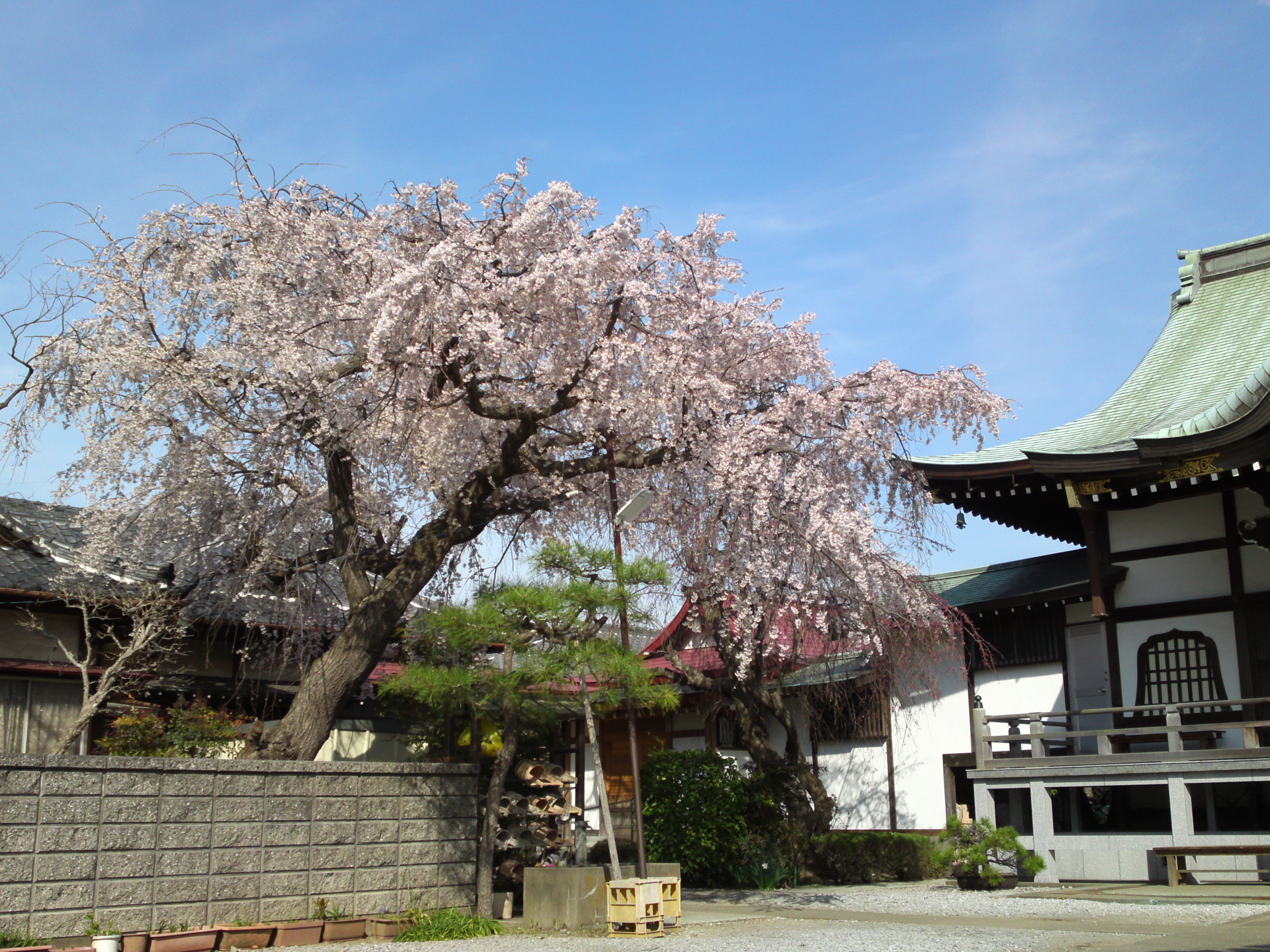 2016年春圓頓寺に咲くしだれ桜の花々１７