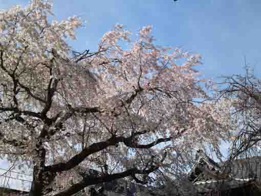 海近山圓頓寺の枝垂桜