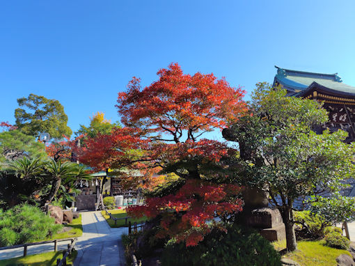 �ߘa�V�N�H���h�R�������̍g�t�S