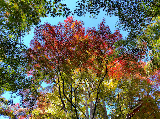 �ߘa�V�N�H�i�����̍g�t�Q