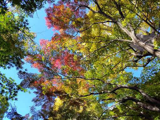 �ߘa�V�N�H�i�����̍g�t�R