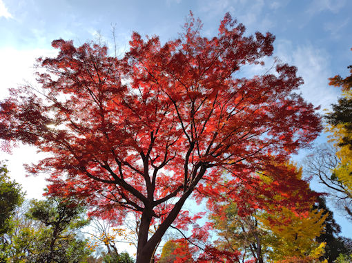 �ߘa�V�N�H�ߘa�V�N�H����@�s��ʉ@�̍g�t�P�O