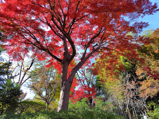 �ߘa�V�N�H����@�s��ʉ@