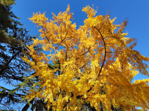 �ߘa�V�N�H���������{�̌��������؂R