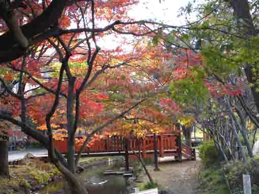 colored maple leaves over the river