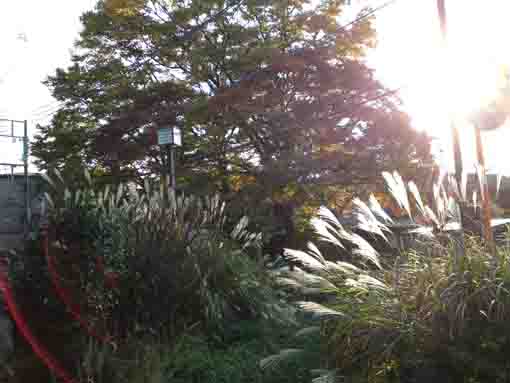 kayas and Zelkova in the park