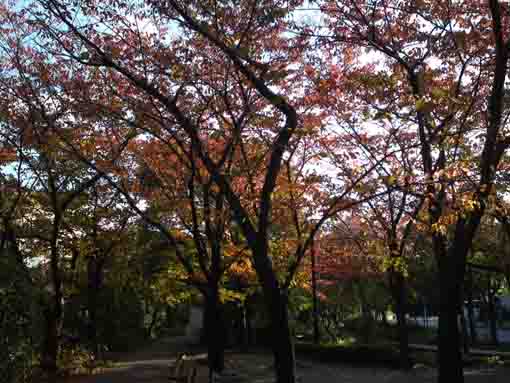 colored leaves in the park