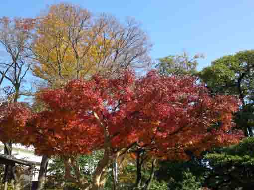 maple leaves in Ichinoe Sakaigawa