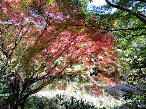 �ߘa�V�N�H�W�����T�C�r�Βn�����̍g�t�R