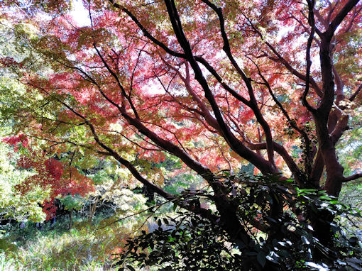 �ߘa�V�N�H�W�����T�C�r�Βn�����̍g�t�S