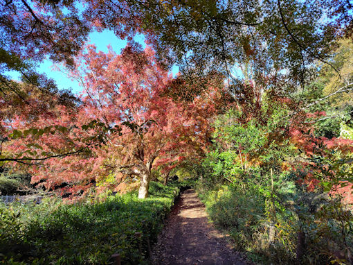 �ߘa�V�N�H�W�����T�C�r�Βn�����̍g�t�V