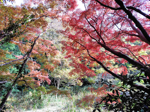 �ߘa�V�N�H�W�����T�C�r�Βn�����̍g�t�W