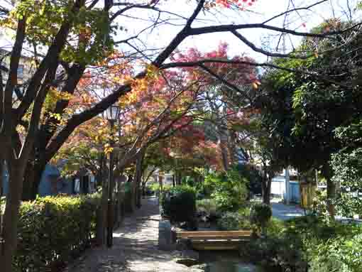 colored leaves and a bridge over a stream