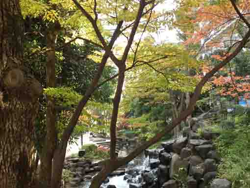colored leaves by the small waterfall