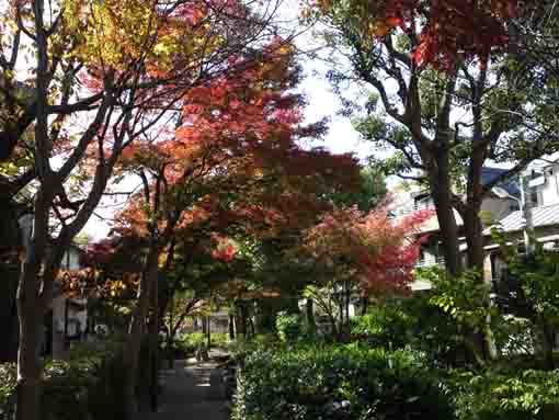 colored leaves by Komatsugawa Sakaigawa