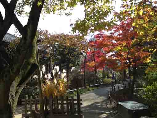 秋の一之江抹香亭の庭園