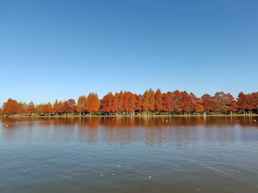 �ߘa�V�N�H���������̍g�t�P