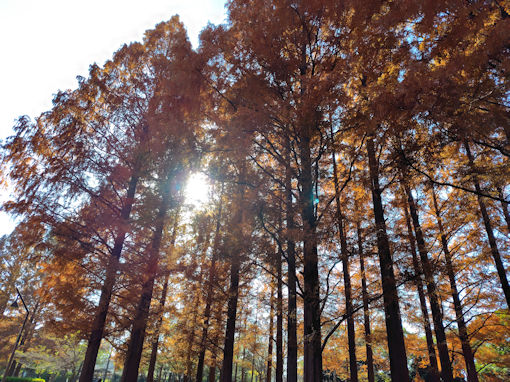 �ߘa�V�N�H��������