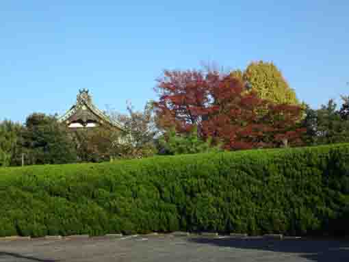 the large gingko tree and the main hall