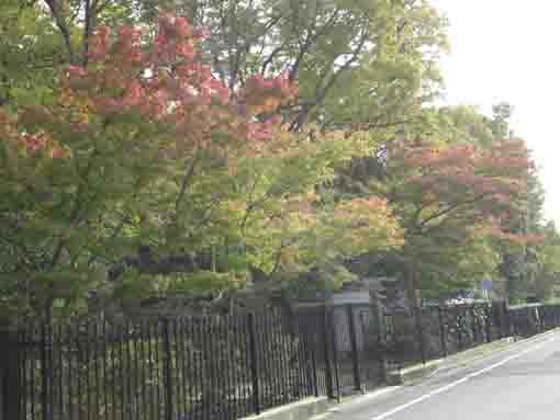 colored leaves along the road