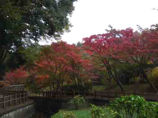 a bridge and maple trees