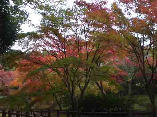 maple trees lining on the approach road