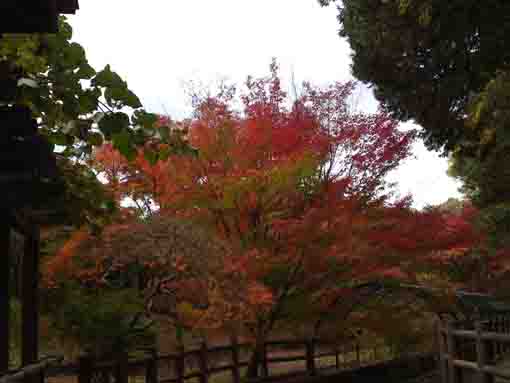 colored maple trees along a spring