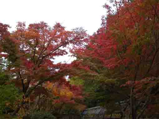 maple leaves along the river