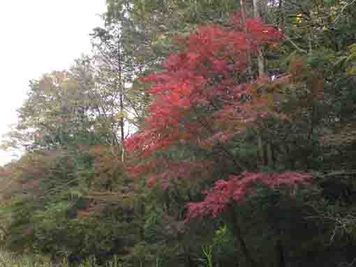 colored leaves on the bank