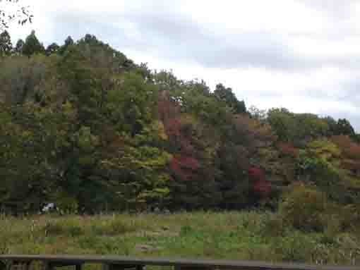 長田谷津の秋の風景