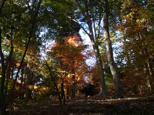 colored leaves in the woods