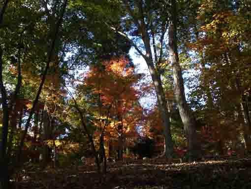 大町自然観察園の紅葉山１