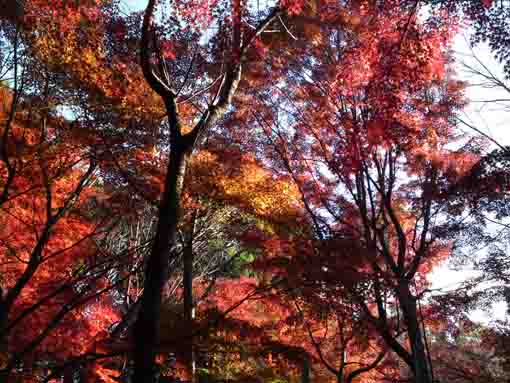 maple leaves in the sky