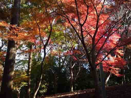 大町自然観察園の紅葉山２