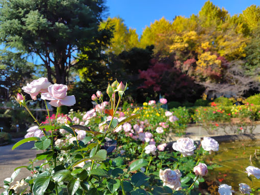 �ߘa�V�N�H���������ɍ炭�H�o���R