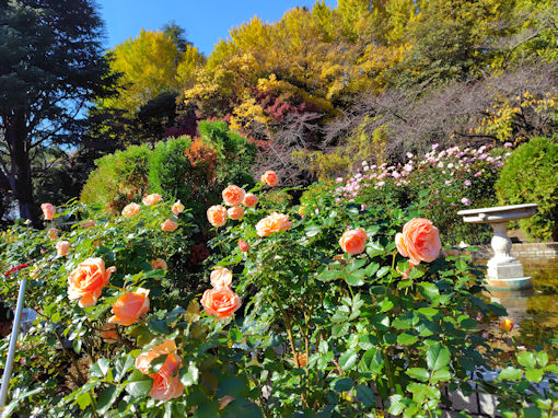 �ߘa�V�N�H���������ɍ炭�H�o���T