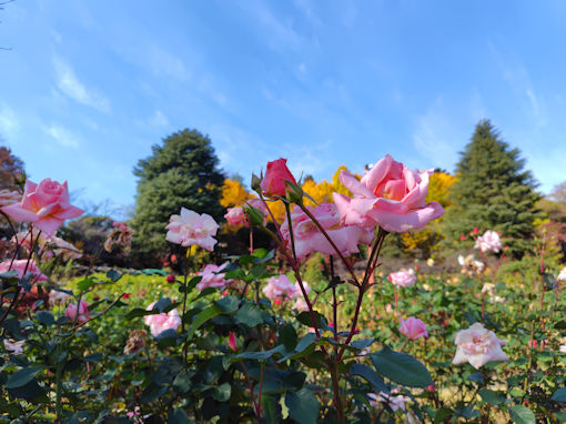 �ߘa�V�N�H���������ɍ炭�H�o���V