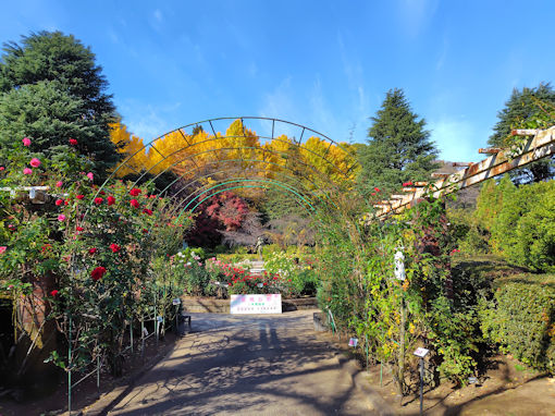 �ߘa�V�N�H���������ɍ炭�H�o���P