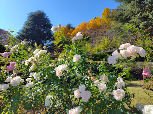 �ߘa�V�N�H���������ɍ炭�H�o���X