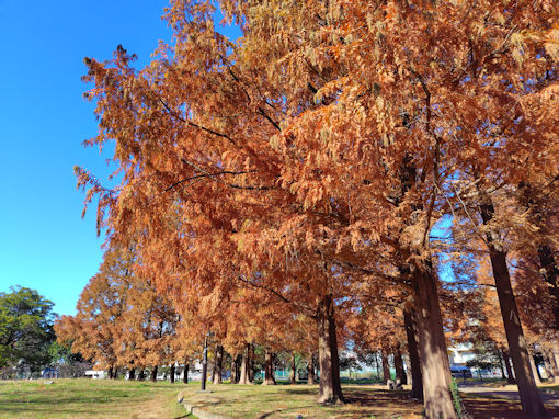 �ߘa�V�N�H�̎����