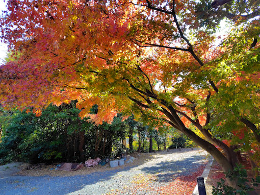 �ߘa�V�N�H���Ҏ��̍g�t�T