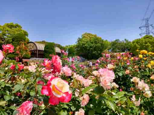 令和３年フラワーガーデンに咲くバラの花⑪